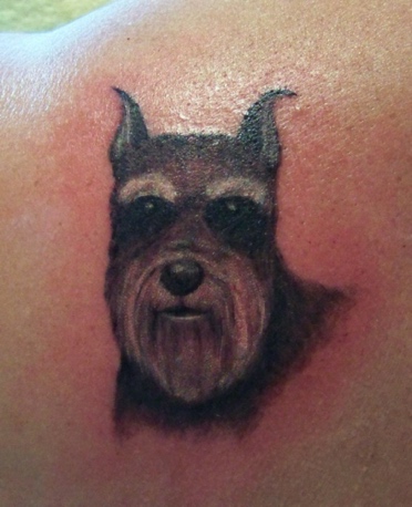 Schnauzer (After)